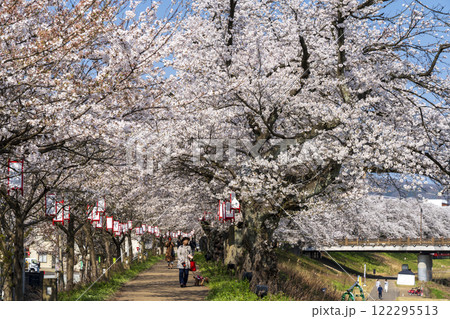 さくら名所100選・足羽川桜並木 さくら名所100選・足羽川桜並木 122295513