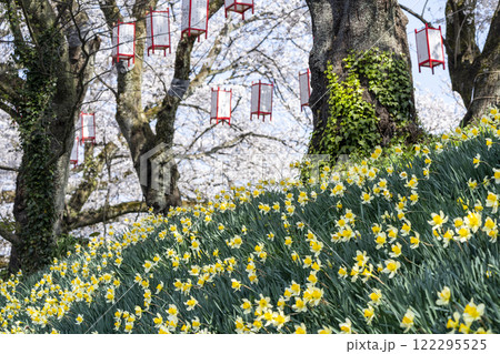 さくら名所100選・足羽川桜並木 122295525