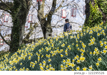 さくら名所100選・足羽川桜並木 122295526