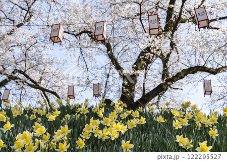 さくら名所100選・足羽川桜並木 122295527