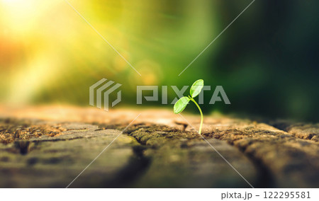 New Life concept with seedling growing sprout (tree). business development symbolic. A strong seedling growing in the stumps. Concept of building a future focus on new life. hope, freedom, life. 122295581