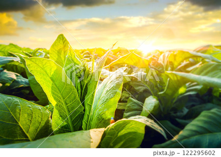Tobacco leaf tree field concept, tobacco planting garden agriculture farm in country, green leaves stem plantation in farmland, cigarette product from tobacco is unhealthy for people, smoking plants. 122295602