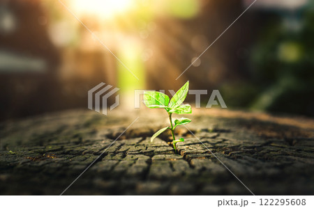 New Life concept with seedling growing sprout (tree). business development symbolic. A strong seedling growing in the stumps. Concept of building a future focus on new life. hope, freedom, life. New Life concept with seedling growing sprout (tree). business development symbolic. A strong seedling growing in the stumps. Concept of building a future focus on new life. hope, freedom, life. 122295608