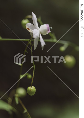 レンゲショウマ レンゲショウマ 122296119