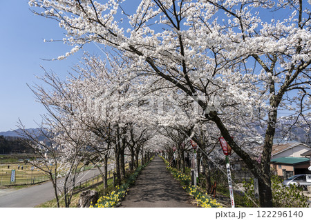 勝山弁天桜 122296140