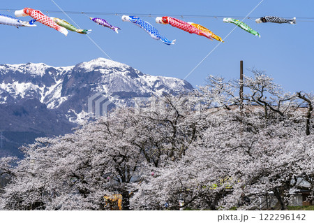 勝山弁天桜 勝山弁天桜 122296142