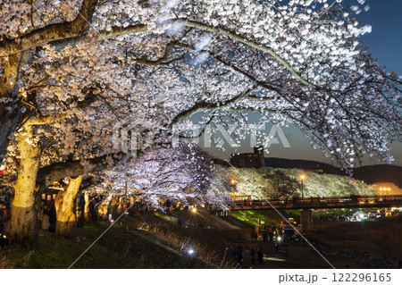 さくら名所100選・足羽川桜並木の夜桜 122296165