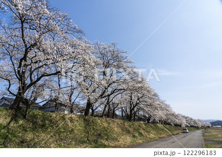勝山弁天桜 122296183