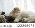 眠っているふわふわの可愛い猫 122296973