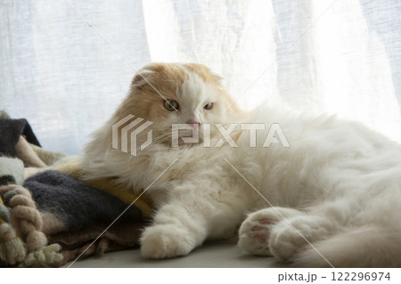 ふわふわの可愛い猫 ふわふわの可愛い猫 122296974