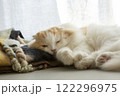 眠っているふわふわの可愛い猫 122296975