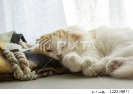 眠っているふわふわの可愛い猫 122296975