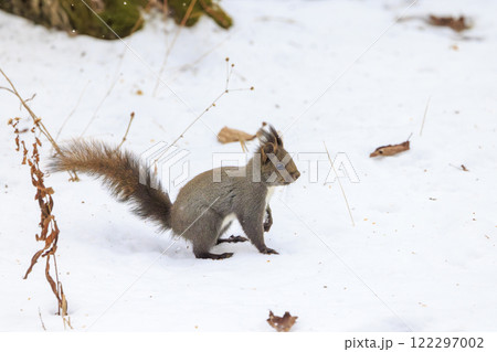 野生のエゾリス 北海道で撮影 122297002