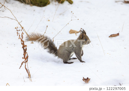 野生のエゾリス 北海道で撮影 122297005