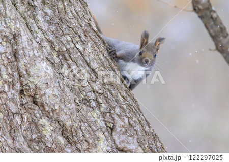野生のエゾリス 北海道で撮影 野生のエゾリス 北海道で撮影 122297025
