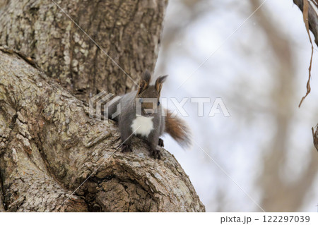 野生のエゾリス 北海道で撮影 野生のエゾリス 北海道で撮影 122297039