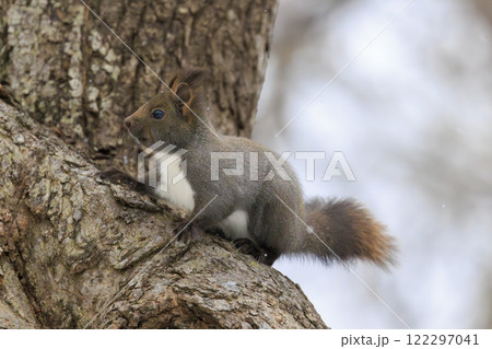 野生のエゾリス 北海道で撮影 122297041