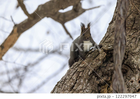 野生のエゾリス 北海道で撮影 野生のエゾリス 北海道で撮影 122297047