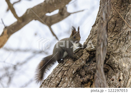 野生のエゾリス 北海道で撮影 野生のエゾリス 北海道で撮影 122297053