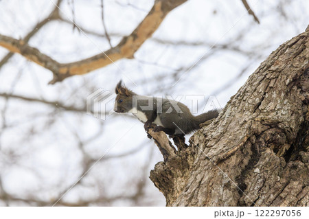 野生のエゾリス 北海道で撮影 野生のエゾリス 北海道で撮影 122297056