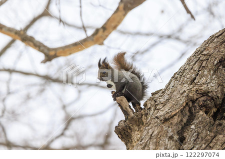 野生のエゾリス 北海道で撮影 野生のエゾリス 北海道で撮影 122297074