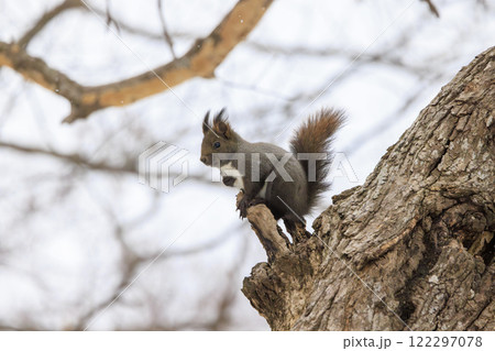 野生のエゾリス 北海道で撮影 野生のエゾリス 北海道で撮影 122297078