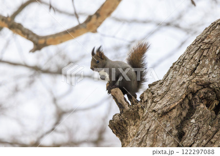 野生のエゾリス 北海道で撮影 122297088