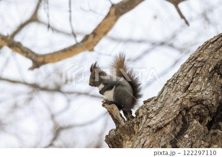 野生のエゾリス 北海道で撮影 122297110