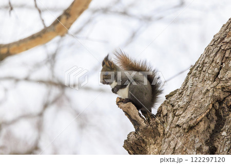 野生のエゾリス 北海道で撮影 122297120