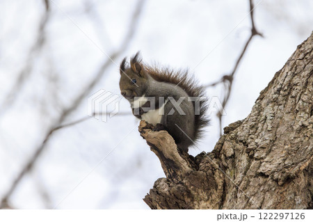 野生のエゾリス 北海道で撮影 野生のエゾリス 北海道で撮影 122297126
