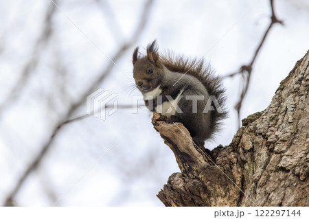 野生のエゾリス 北海道で撮影 122297144