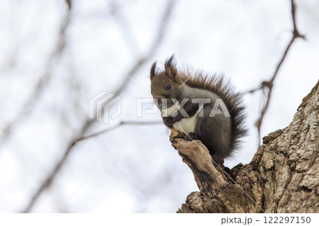 野生のエゾリス 北海道で撮影 122297150