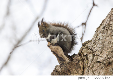 野生のエゾリス 北海道で撮影 野生のエゾリス 北海道で撮影 122297162