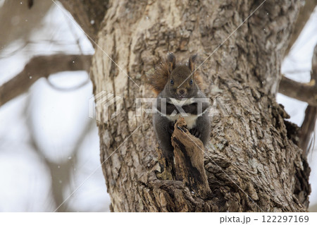 野生のエゾリス 北海道で撮影 122297169