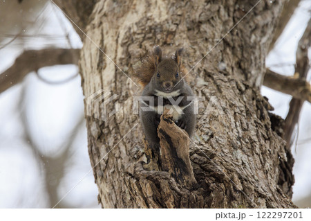 野生のエゾリス 北海道で撮影 122297201