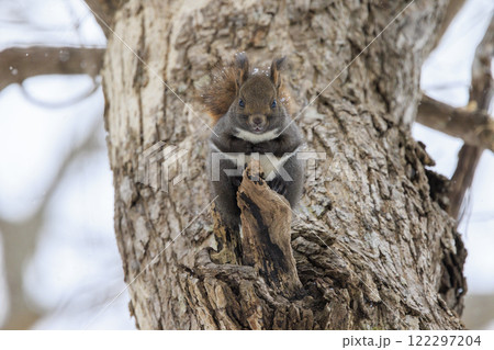 野生のエゾリス 北海道で撮影 122297204