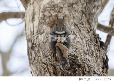 野生のエゾリス 北海道で撮影 122297225