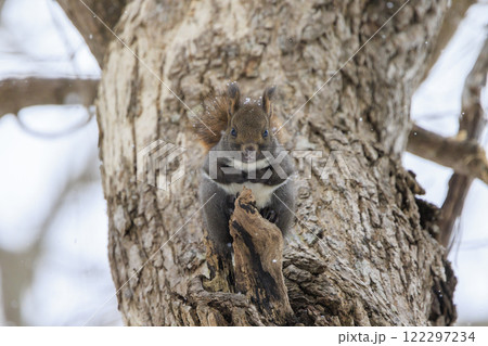 野生のエゾリス 北海道で撮影 122297234