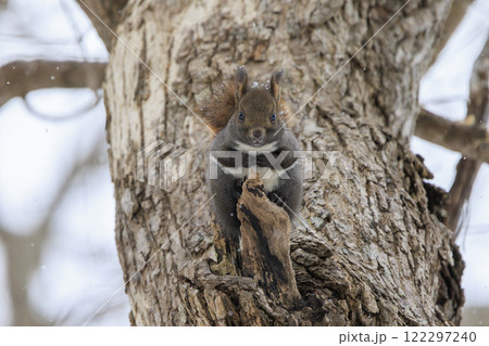 野生のエゾリス 北海道で撮影 野生のエゾリス 北海道で撮影 122297240