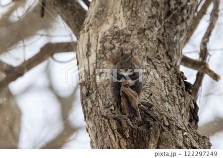 野生のエゾリス 北海道で撮影 野生のエゾリス 北海道で撮影 122297249