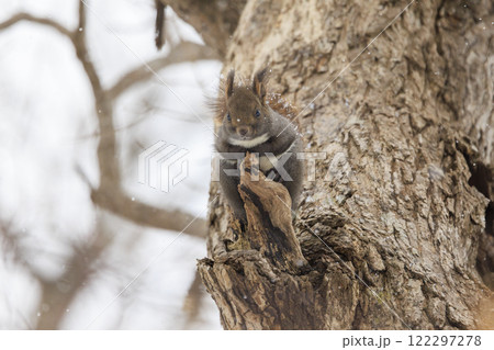 野生のエゾリス 北海道で撮影 野生のエゾリス 北海道で撮影 122297278