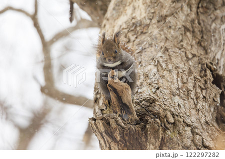 野生のエゾリス 北海道で撮影 122297282