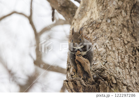 野生のエゾリス 北海道で撮影 122297286