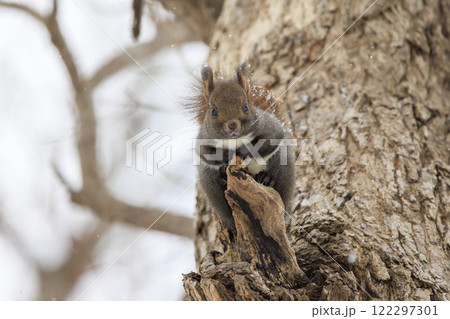 野生のエゾリス 北海道で撮影 122297301