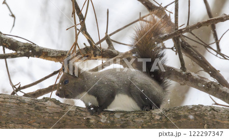 野生のエゾリス 北海道で撮影 122297347