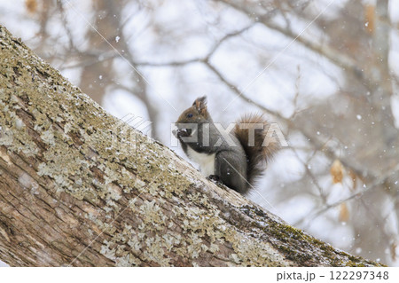 野生のエゾリス 北海道で撮影 野生のエゾリス 北海道で撮影 122297348