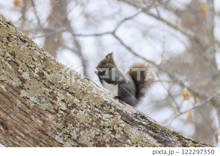 野生のエゾリス 北海道で撮影 122297350