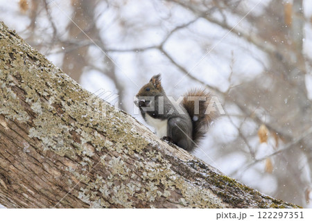 野生のエゾリス 北海道で撮影 122297351