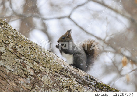 野生のエゾリス 北海道で撮影 122297374