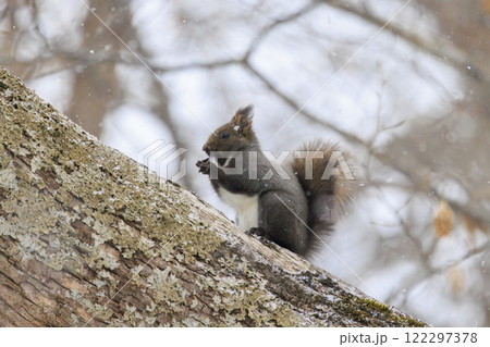 野生のエゾリス 北海道で撮影 122297378